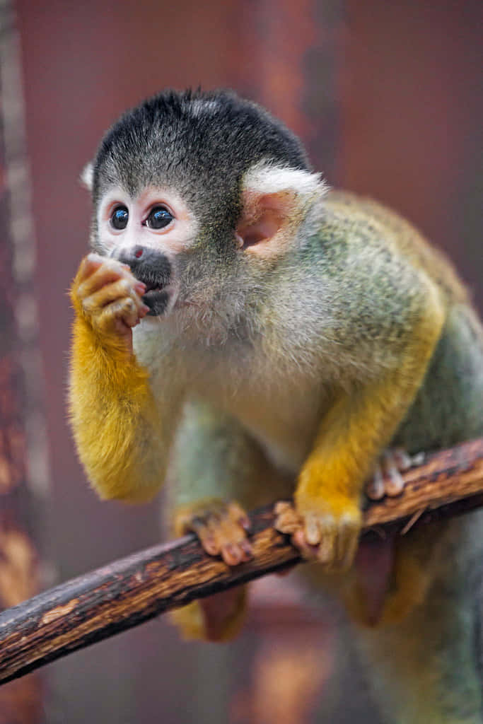 squirrel monkey, black cap, yellow limbs, SD Phone Wallpaper