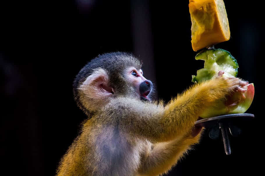 squirrel monkey, golden fur, dark face, SD Desktop Wallpaper