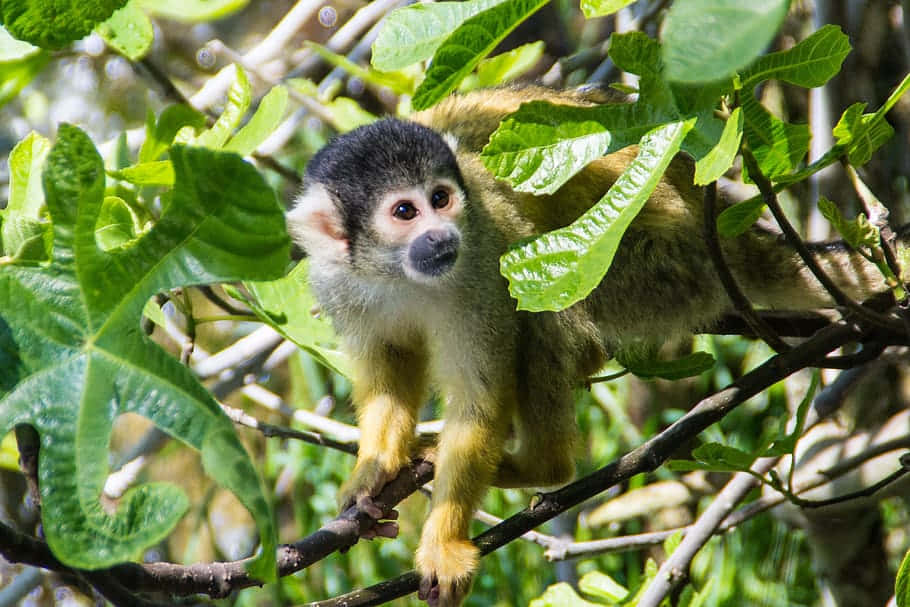 squirrel monkey, black cap, yellow limbs, SD Desktop Wallpaper