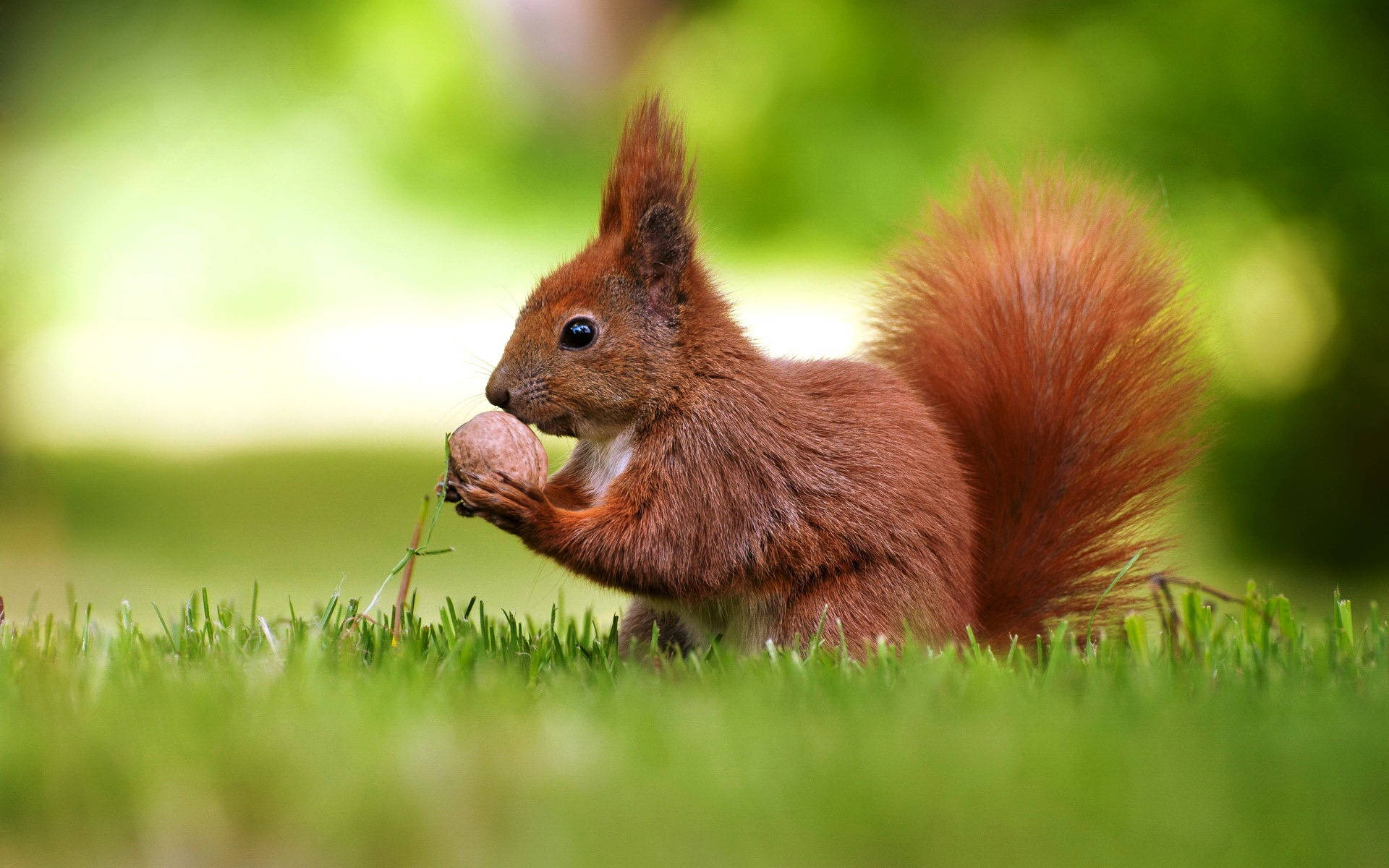 red squirrel, fluffy tail, vibrant green grass, Full HD Desktop Wallpaper