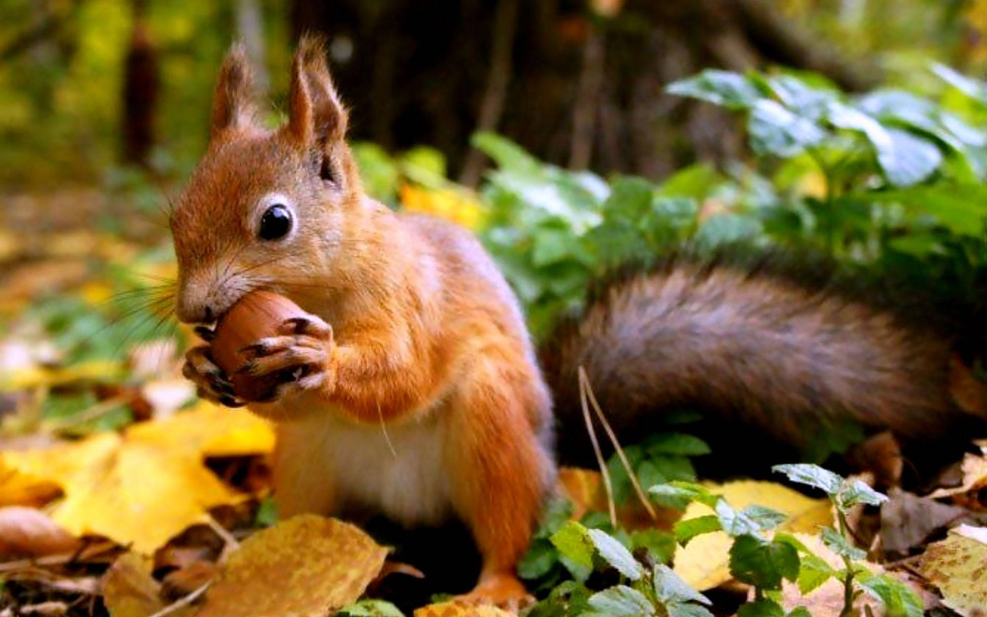 red squirrel, nut, golden autumn leaves, Full HD Desktop Wallpaper