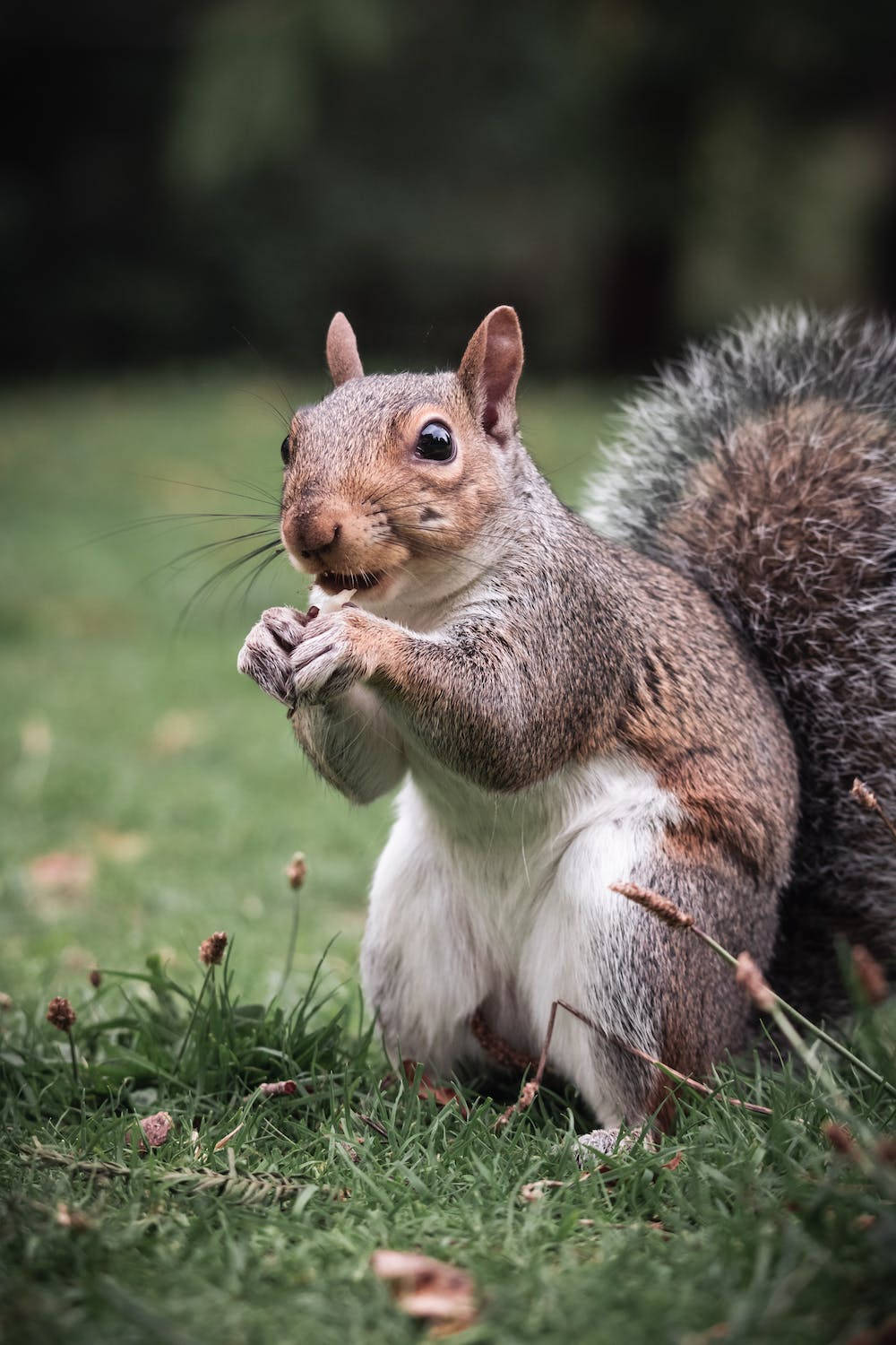 iPhone 11 Pro, 4K, gray squirrel, HD Phone Wallpaper