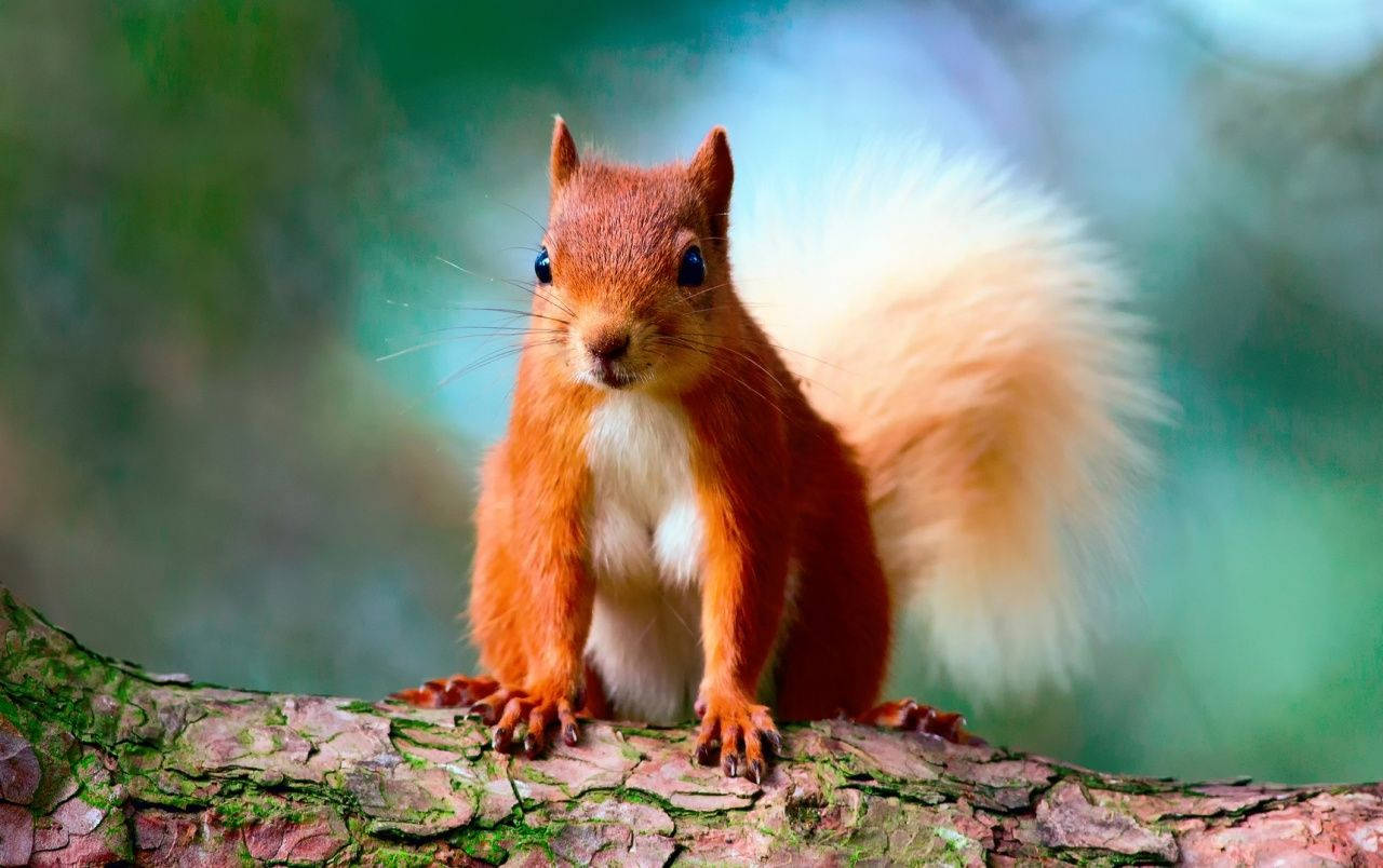 red squirrel, fluffy tail, mossy tree branch, HD Desktop Wallpaper