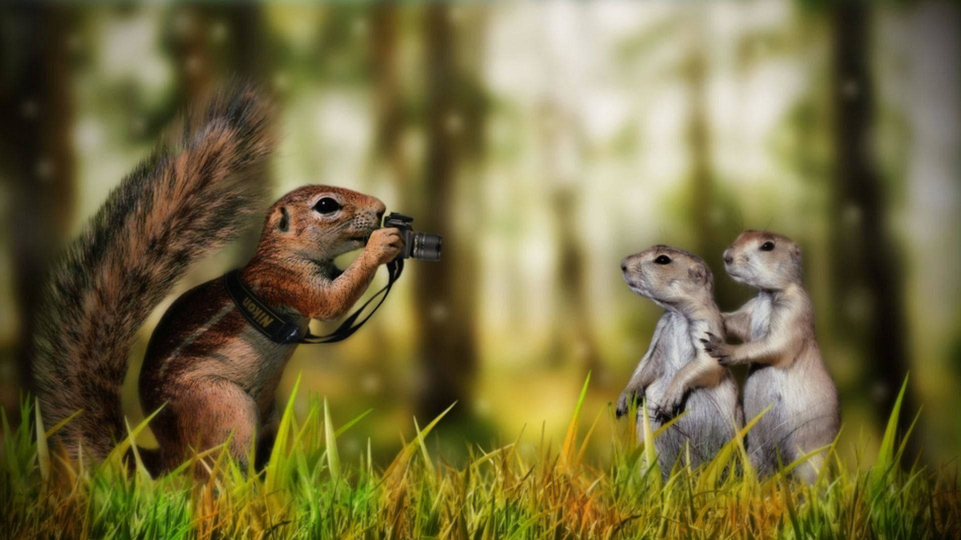 funny squirrel, squirrel photographer, ground squirrels, Full HD Desktop Wallpaper