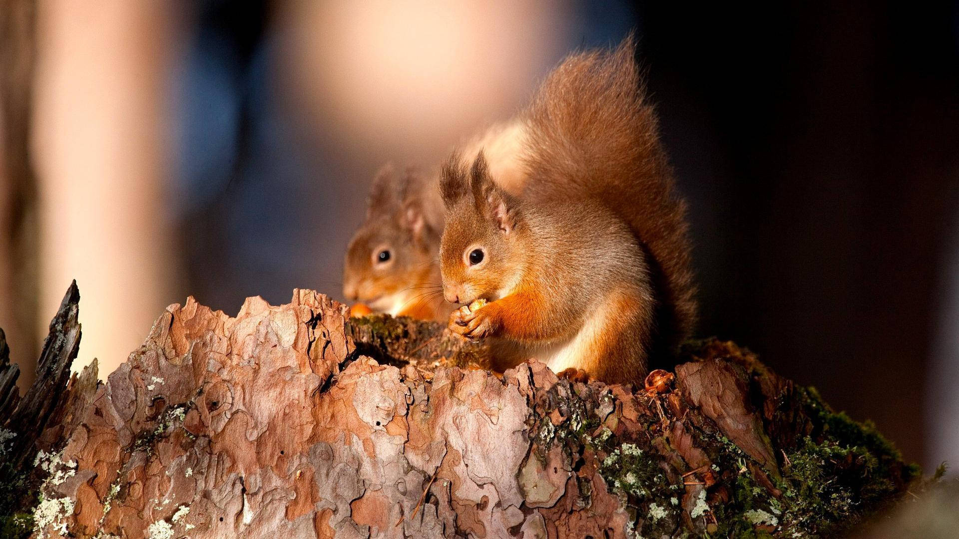 red squirrels, fluffy tails, mossy tree stump, Full HD Desktop Wallpaper