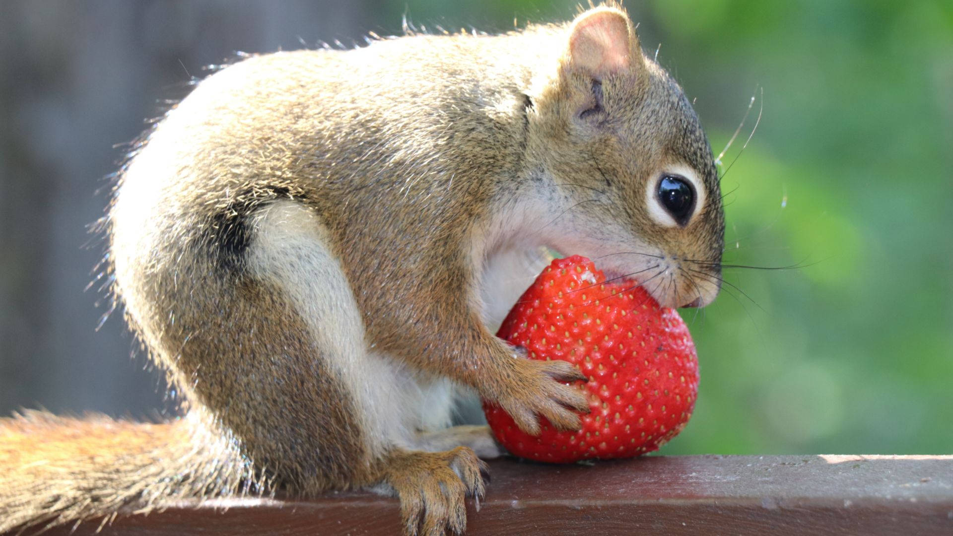 squirrel, strawberry, wooden railing, Full HD Desktop Wallpaper