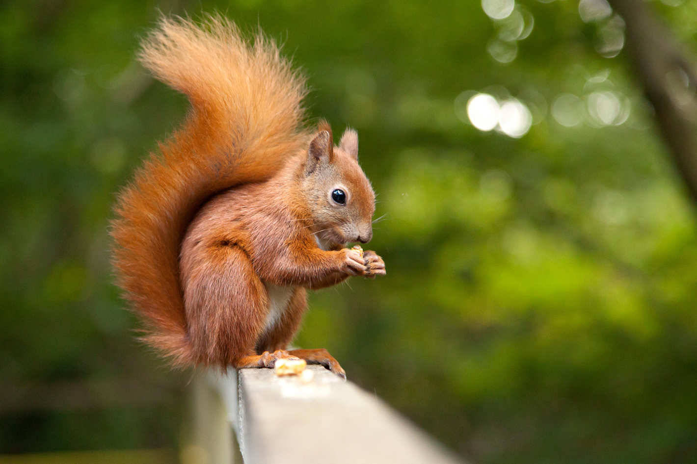 fluffy red squirrel, wooden railing, soft green forest backdrop, HD Desktop Wallpaper
