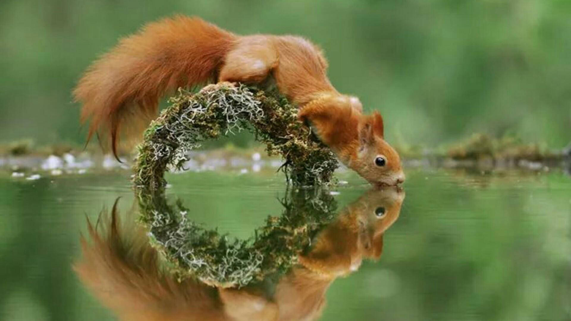 red squirrel, mossy wreath, forest pond, Full HD Desktop Wallpaper