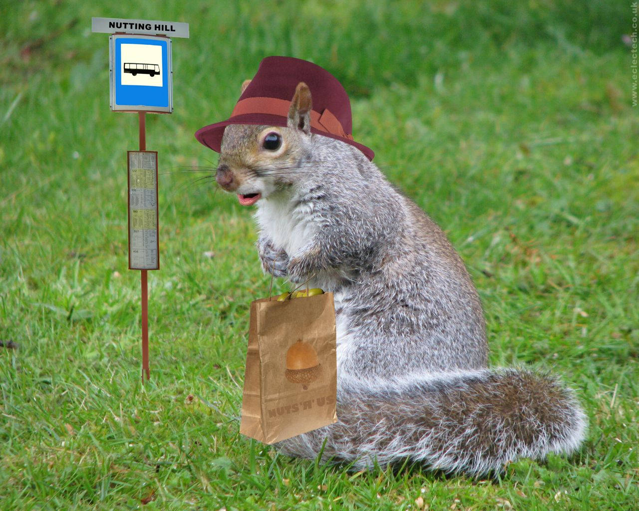 squirrel, maroon hat, paper bag, HD Desktop Wallpaper
