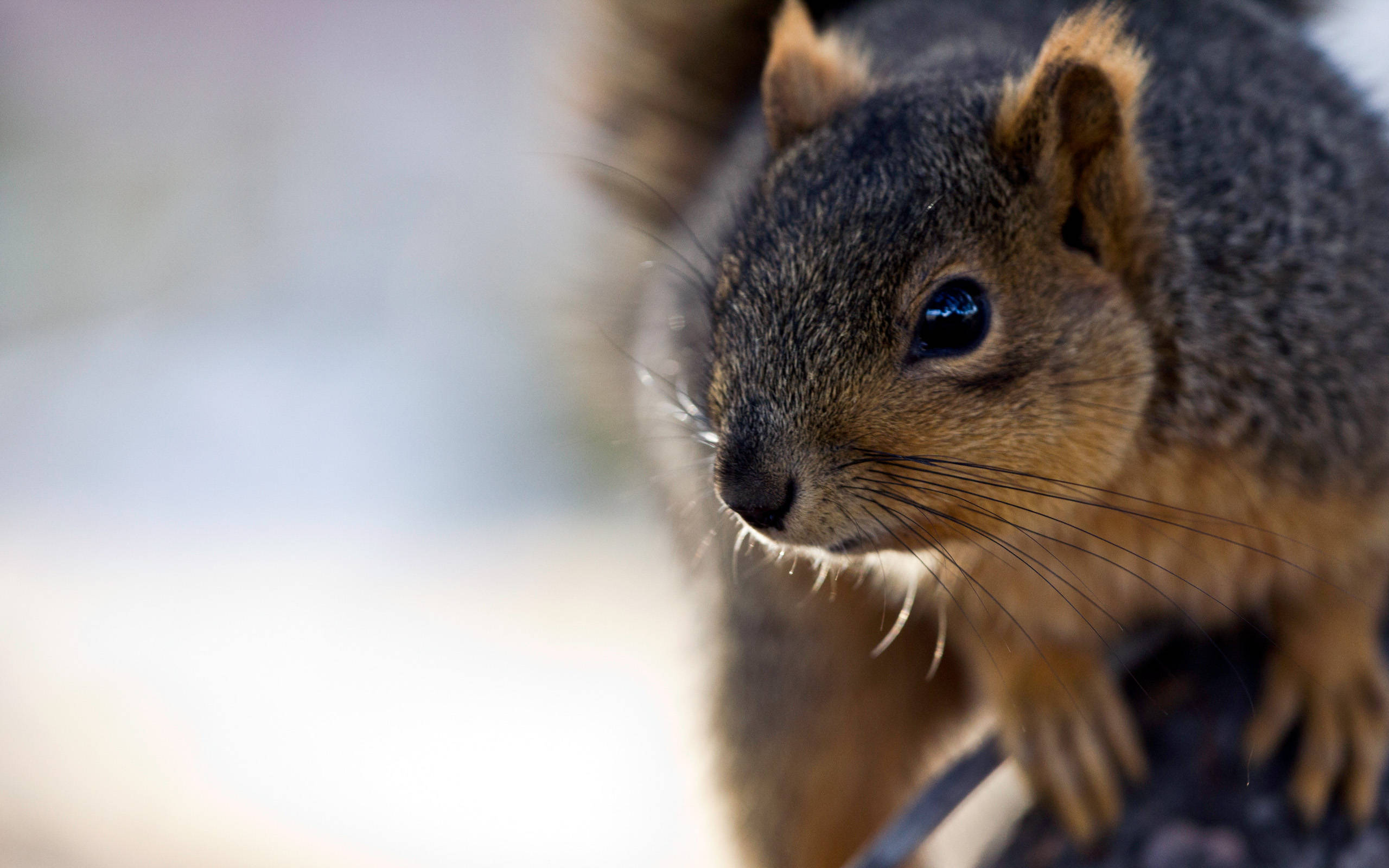 squirrel, dark fur, bright blue eyes, 2K Desktop Wallpaper