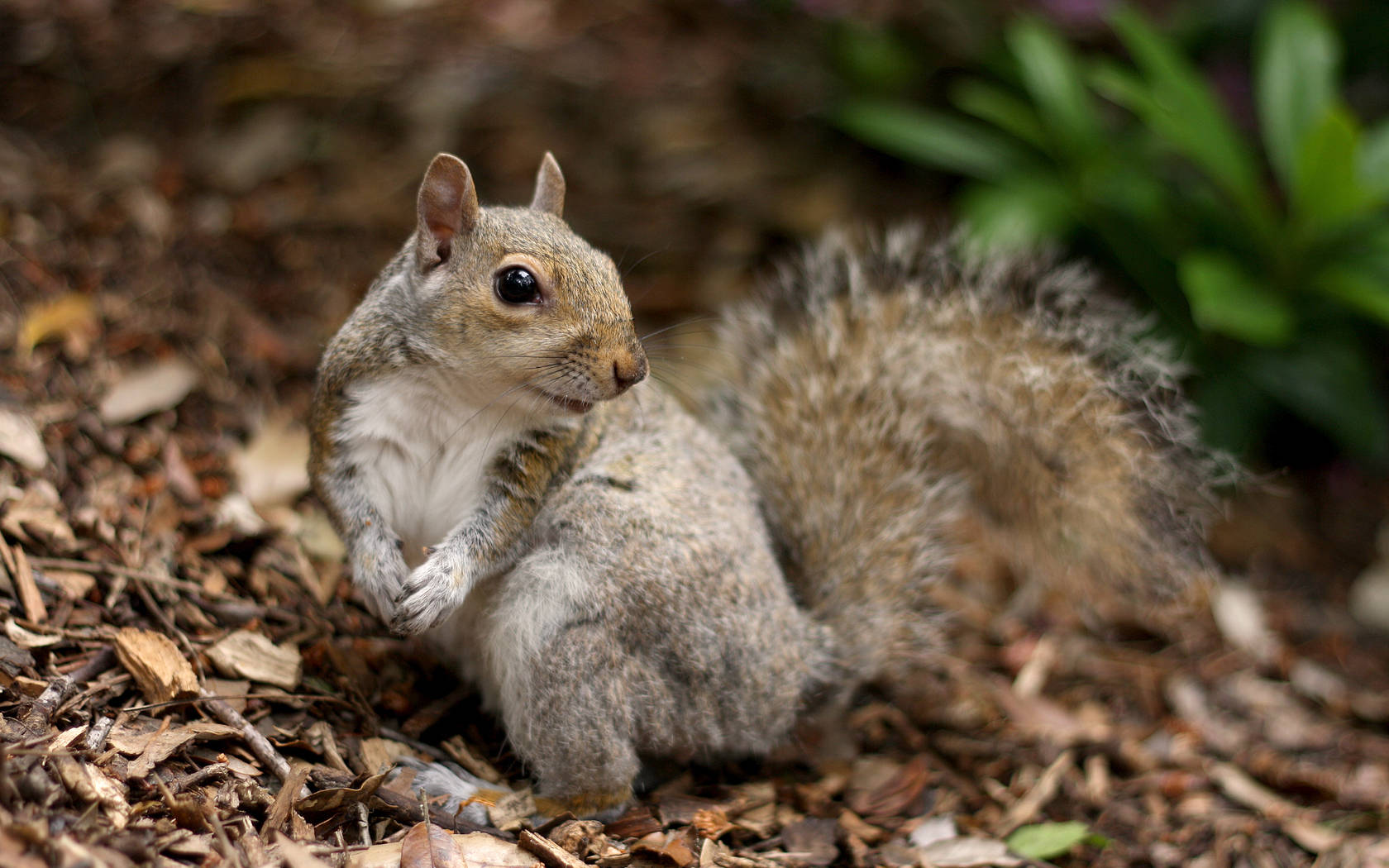 gray fur squirrel, brown mulch, green foliage, HD Desktop Wallpaper