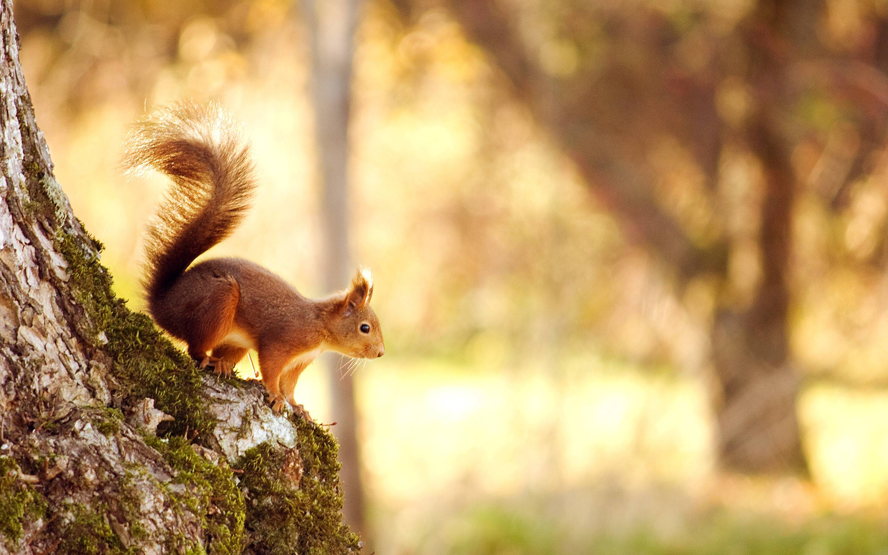 red squirrel, mossy tree trunk, warm golden sunlight, 2K Desktop Wallpaper