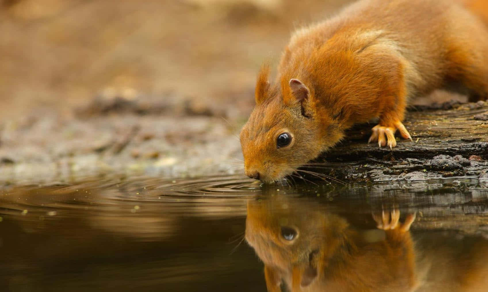 red squirrel, calm pond, reflection shimmering, HD Desktop Wallpaper