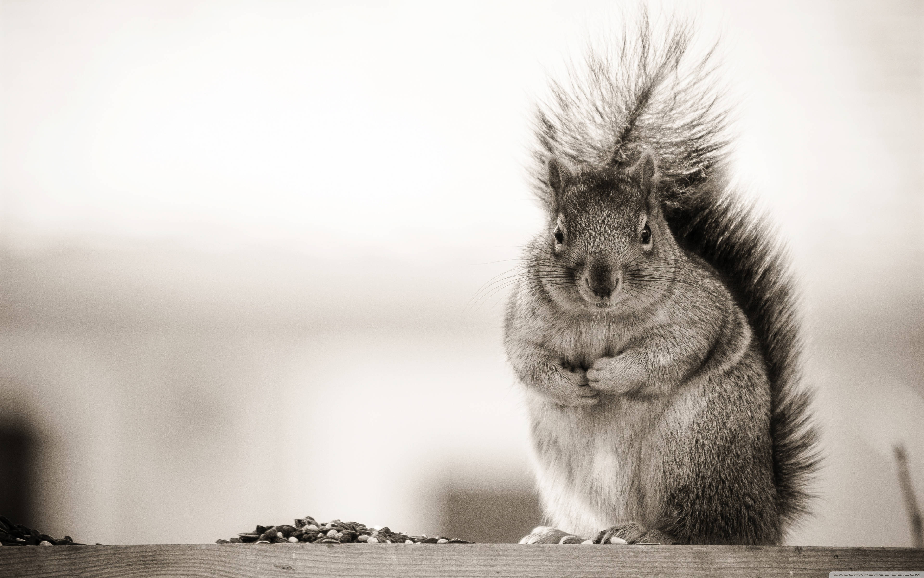 black and white squirrel, sepia-toned, wooden surface, 4K Desktop Wallpaper