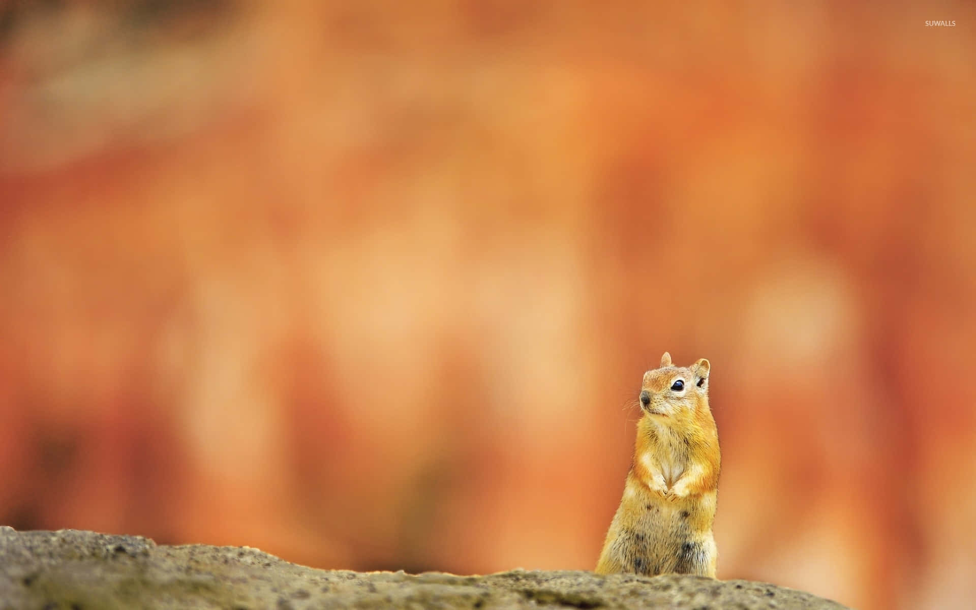 attentive squirrel, golden squirrel, rock, Full HD Desktop Wallpaper