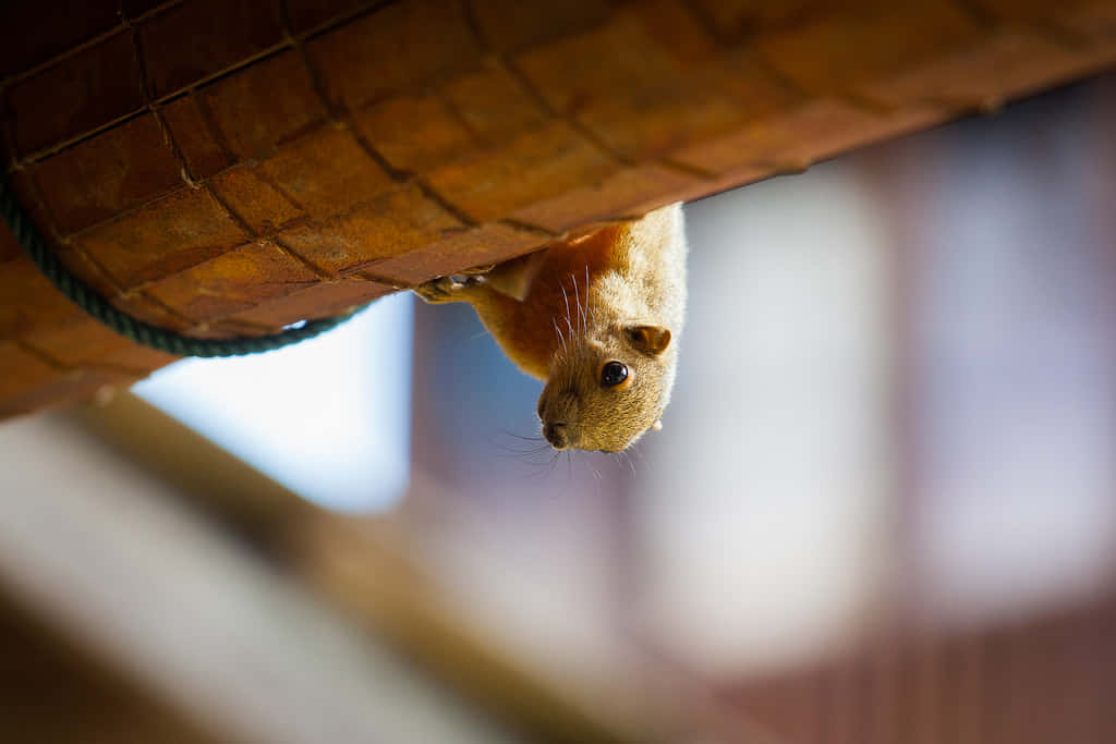 inquisitive squirrel, wooden beam, wide dark eyes, SD Desktop Wallpaper