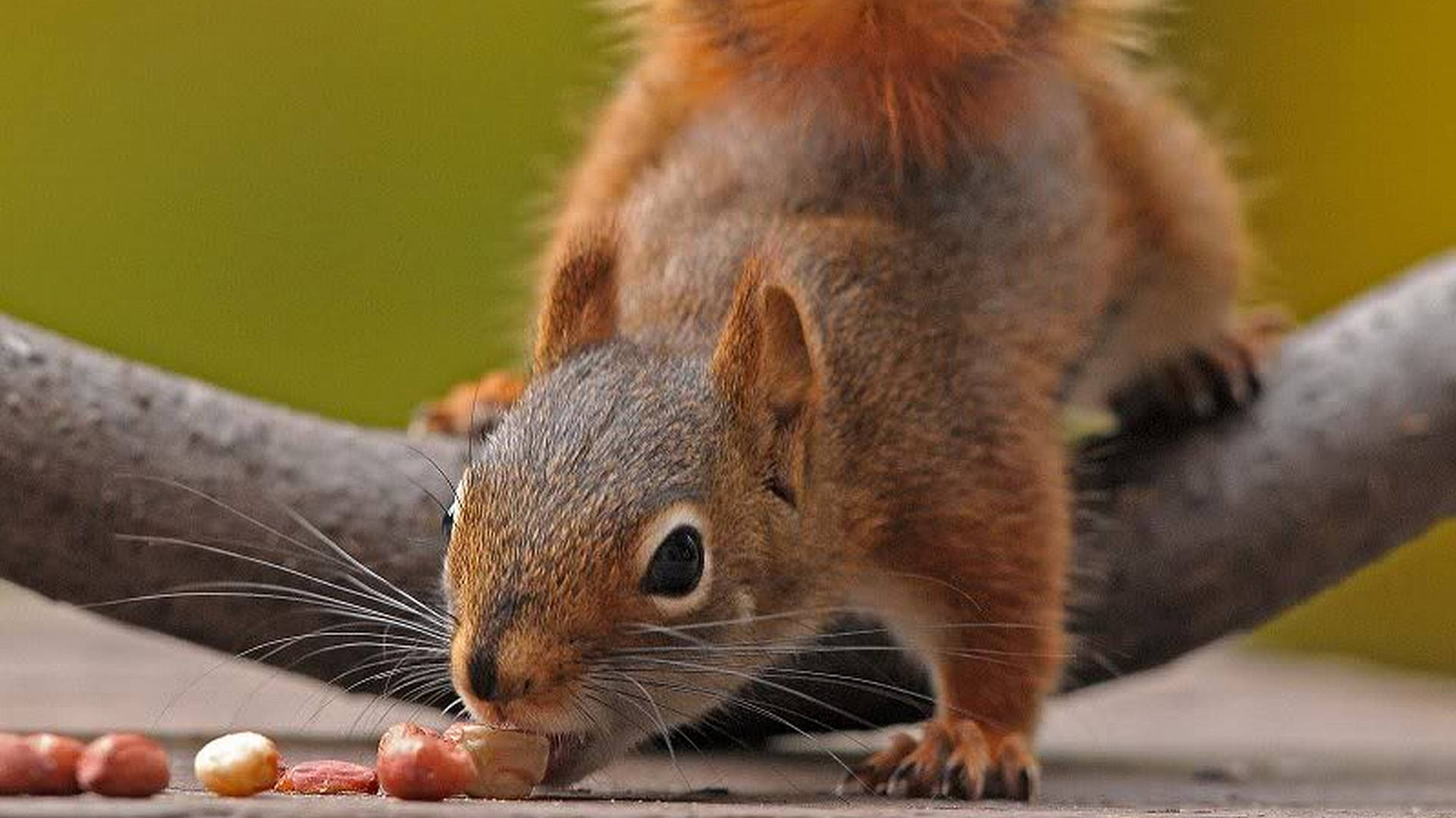 red squirrel, bushy tail, peanut, Full HD Desktop Wallpaper