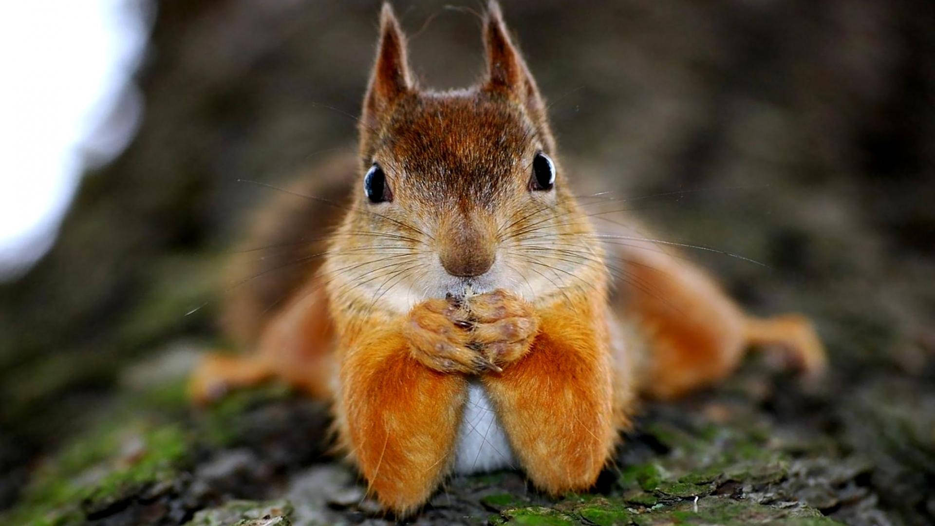 red squirrel, bright eyes, nut, Full HD Desktop Wallpaper