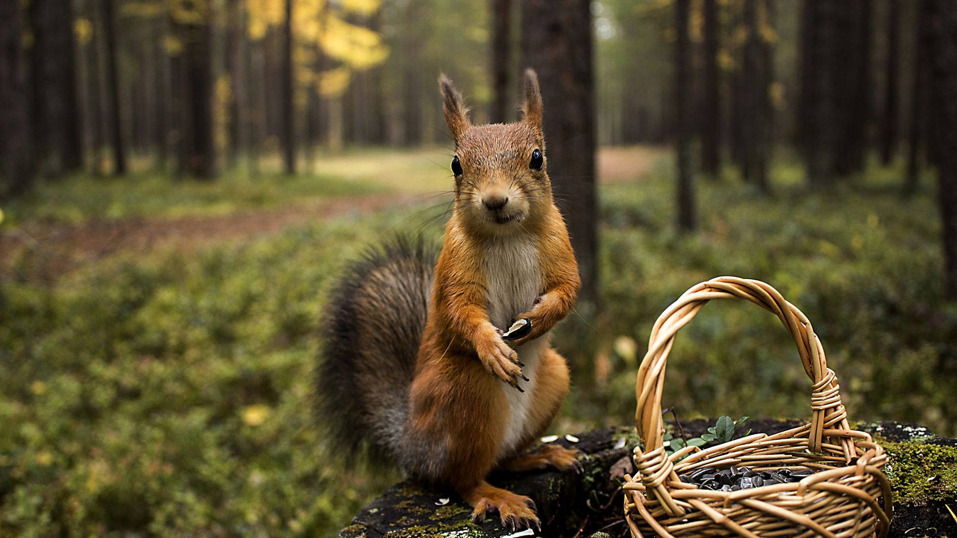 red squirrel, wicker basket, sunlit autumn forest, Full HD Desktop Wallpaper