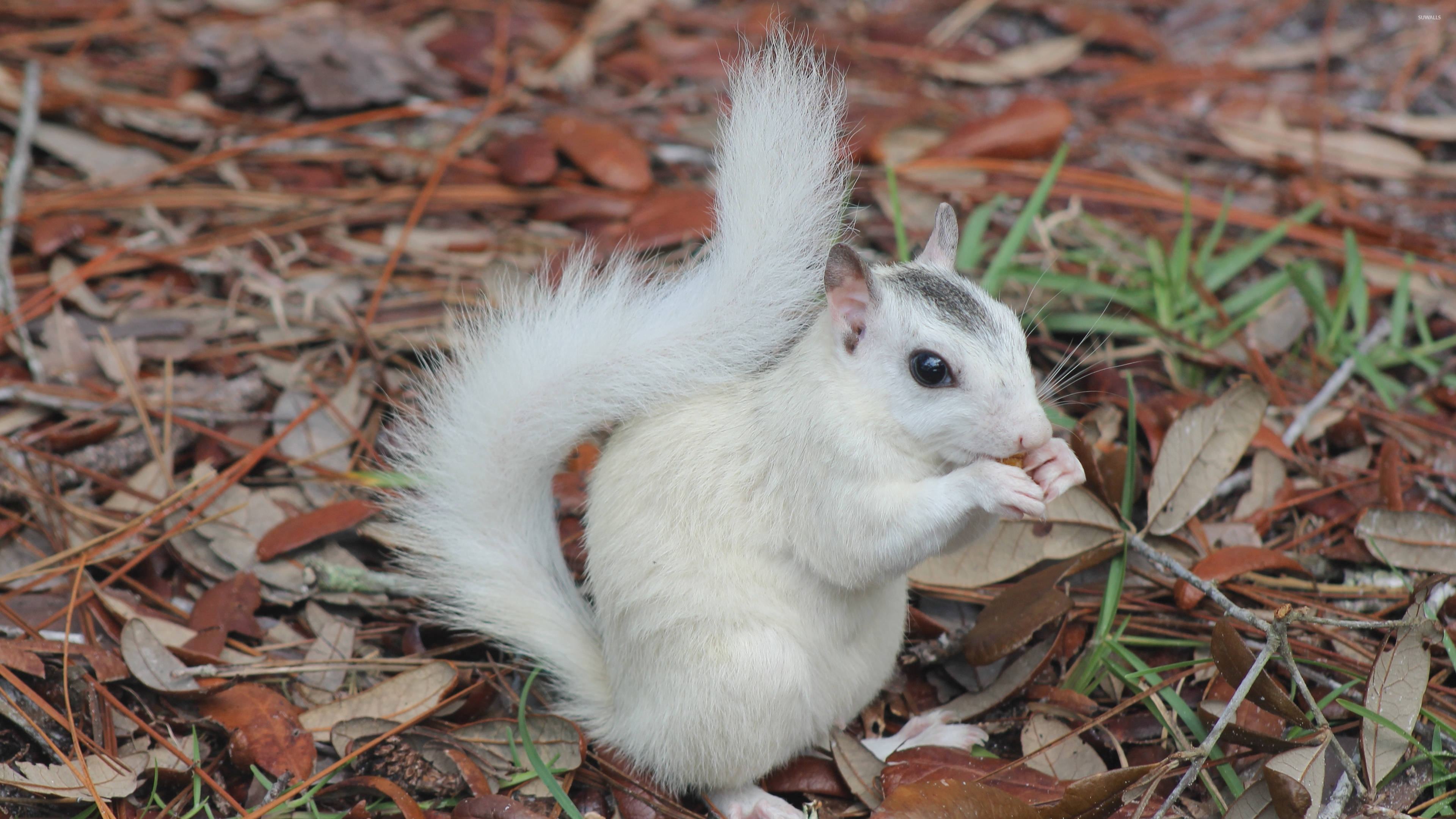 white squirrel, fluffy tail, forest floor, 4K Desktop Wallpaper