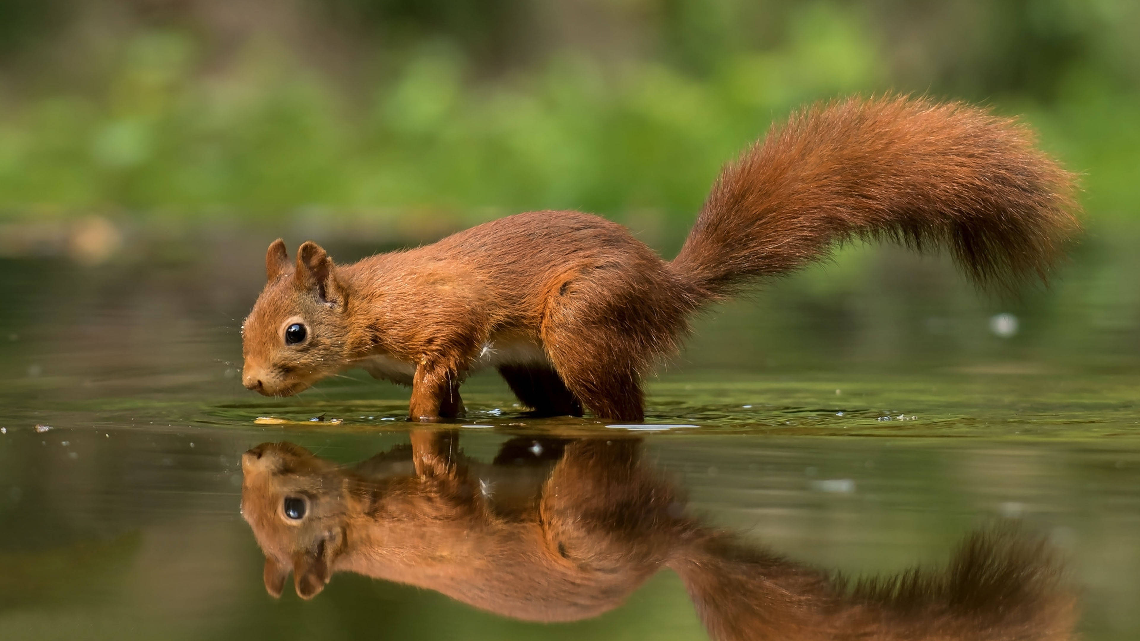 red squirrel, shallow water, serene forest pond, 4K Desktop Wallpaper
