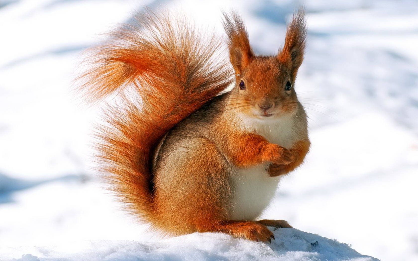 squirrel, red, fluffy, HD Desktop Wallpaper