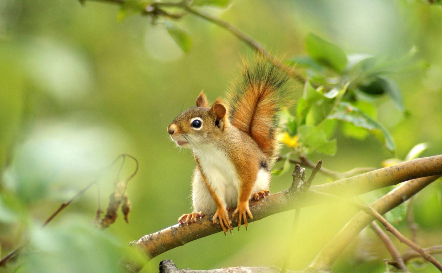 fluffy red squirrel, sunlit tree branch, vibrant green foliage, HD Desktop Wallpaper