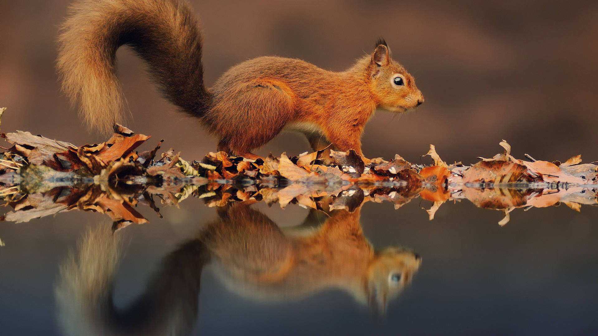 red squirrel, fallen leaves, calm water, Full HD Desktop Wallpaper