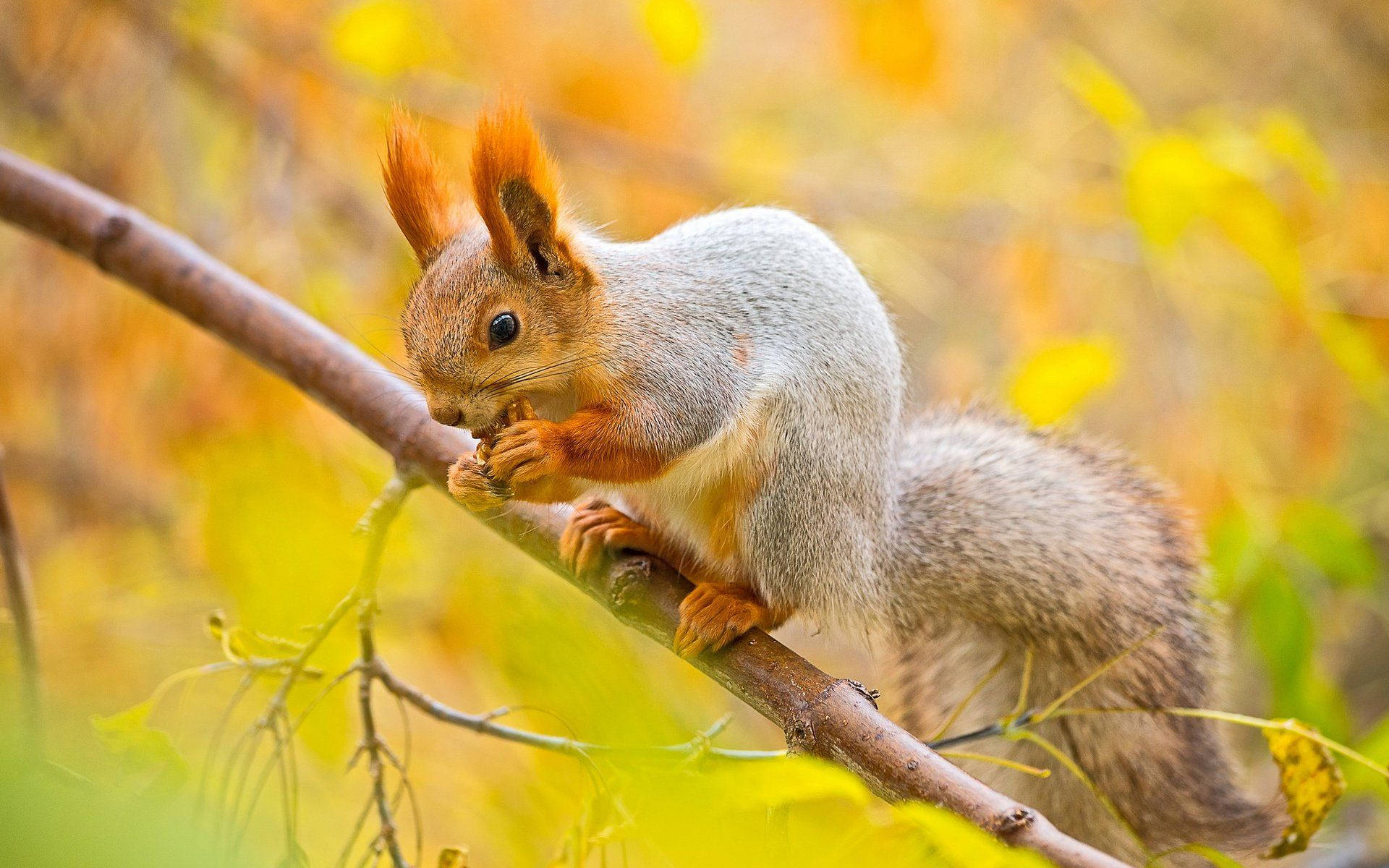 red squirrel, fluffy tail, tree branch, Full HD Desktop Wallpaper