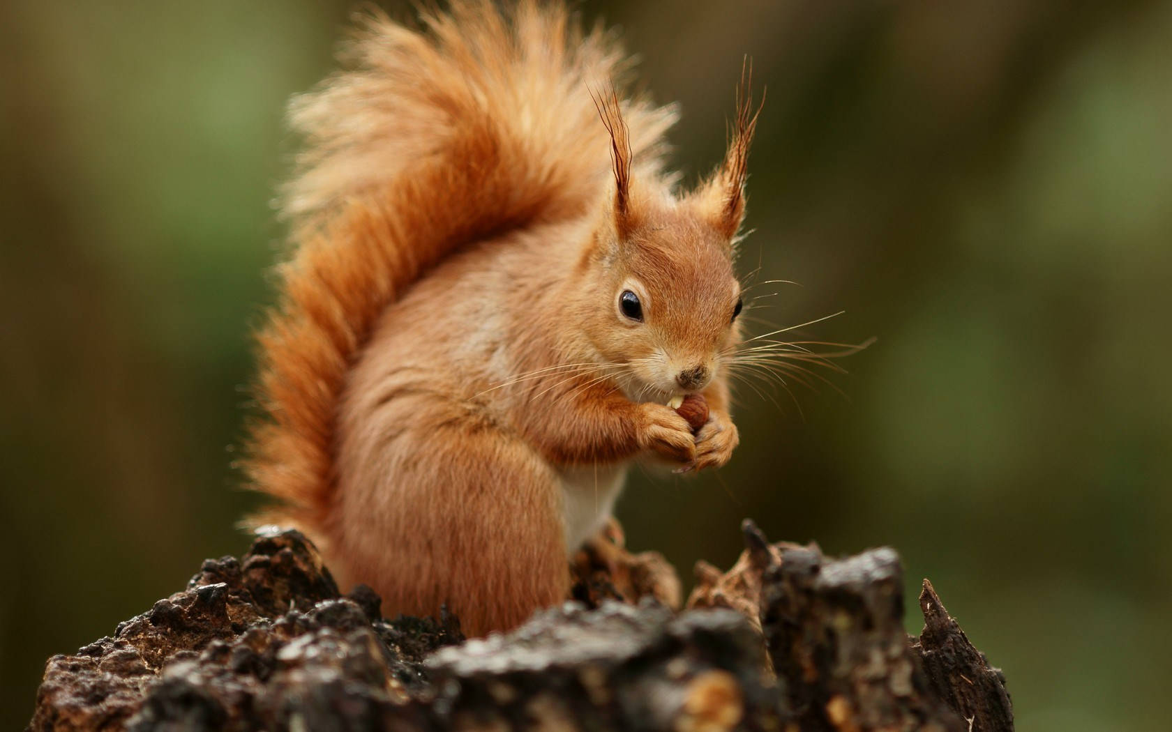 fluffy red squirrel, bushy tail, weathered tree stump, HD Desktop Wallpaper