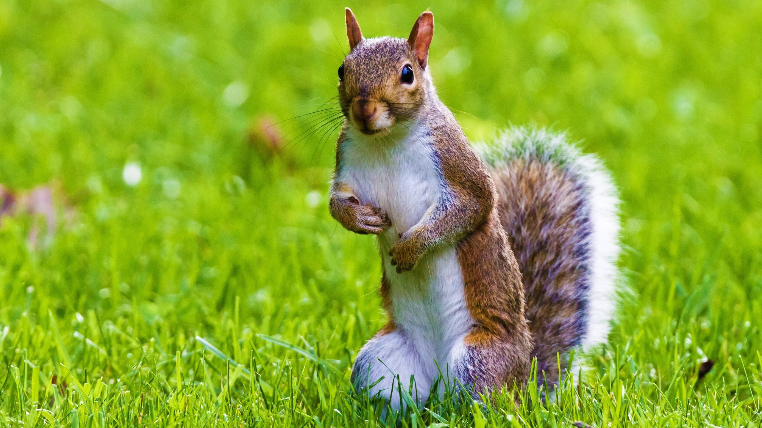 squirrel, vibrant green grass, fluffy tail, 2K Desktop Wallpaper
