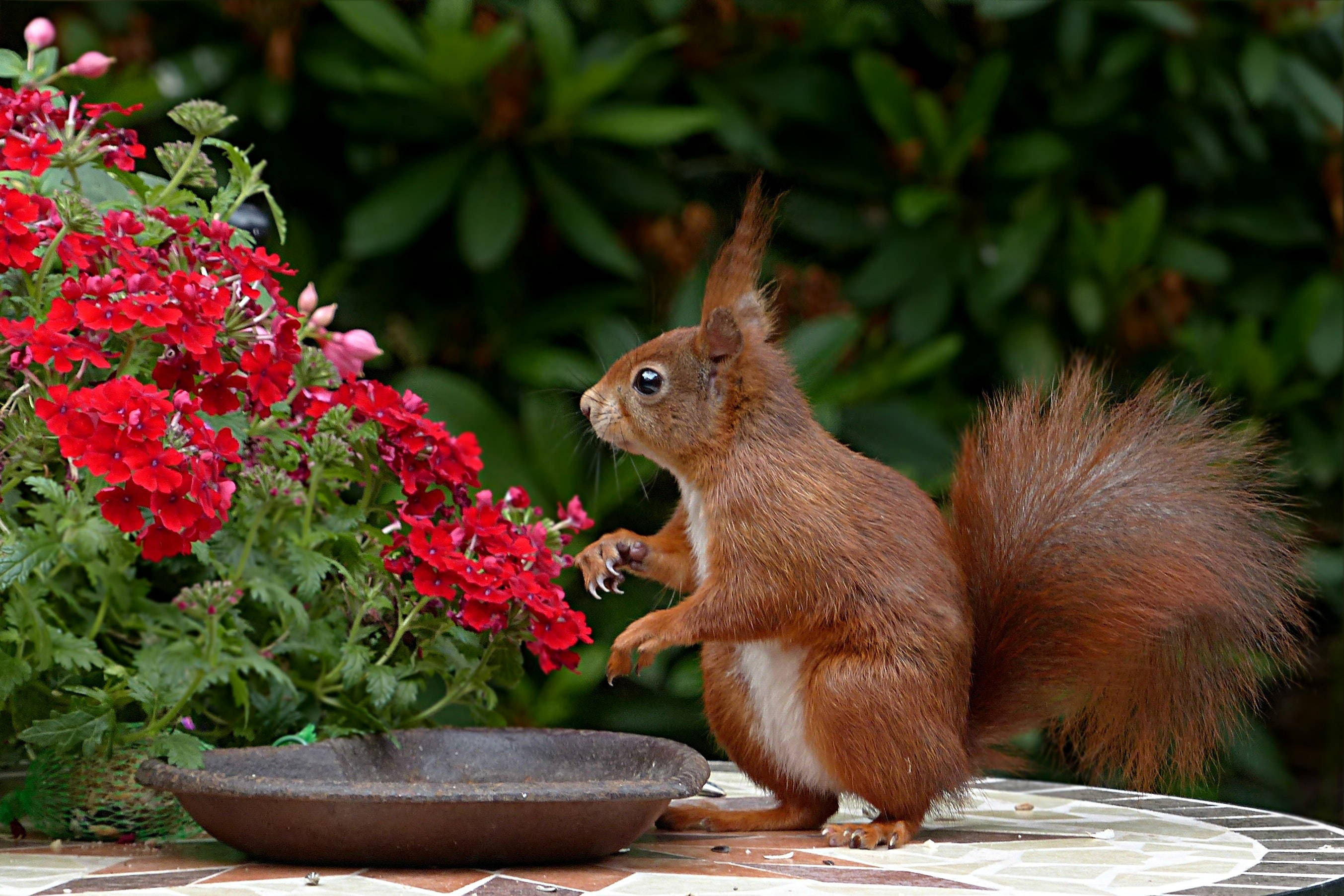 red squirrel, tiled patio, bowl, 2K Desktop Wallpaper
