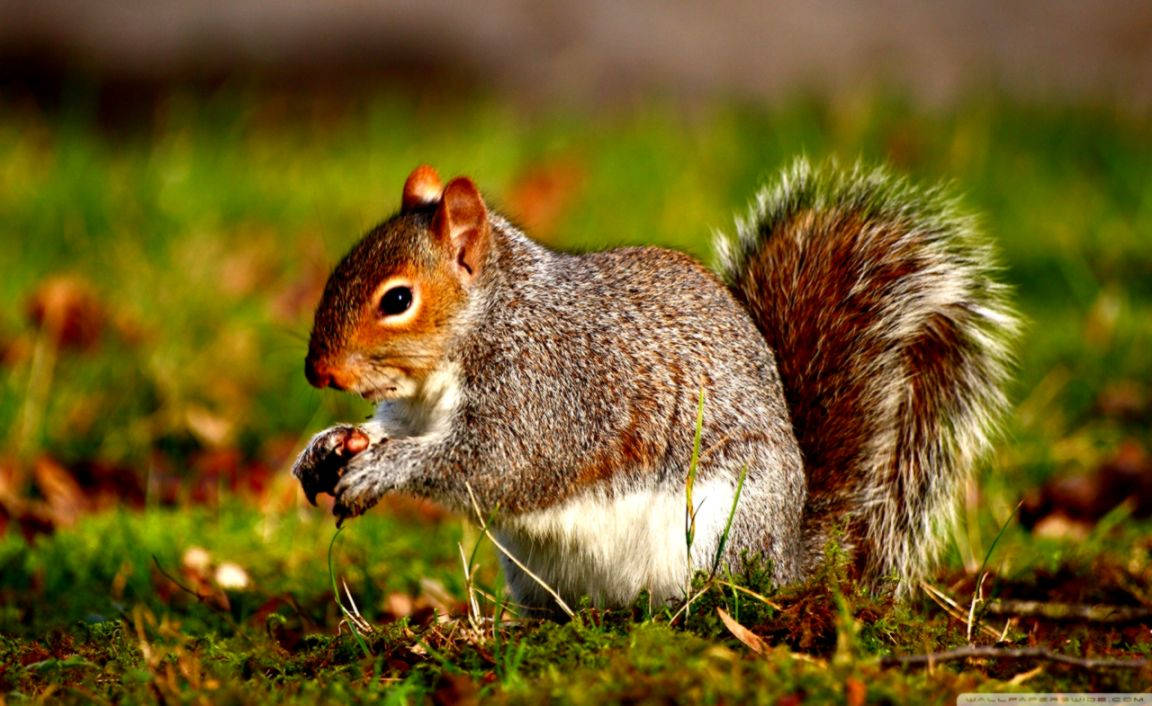 gray squirrel, bushy tail, green grass, SD Desktop Wallpaper