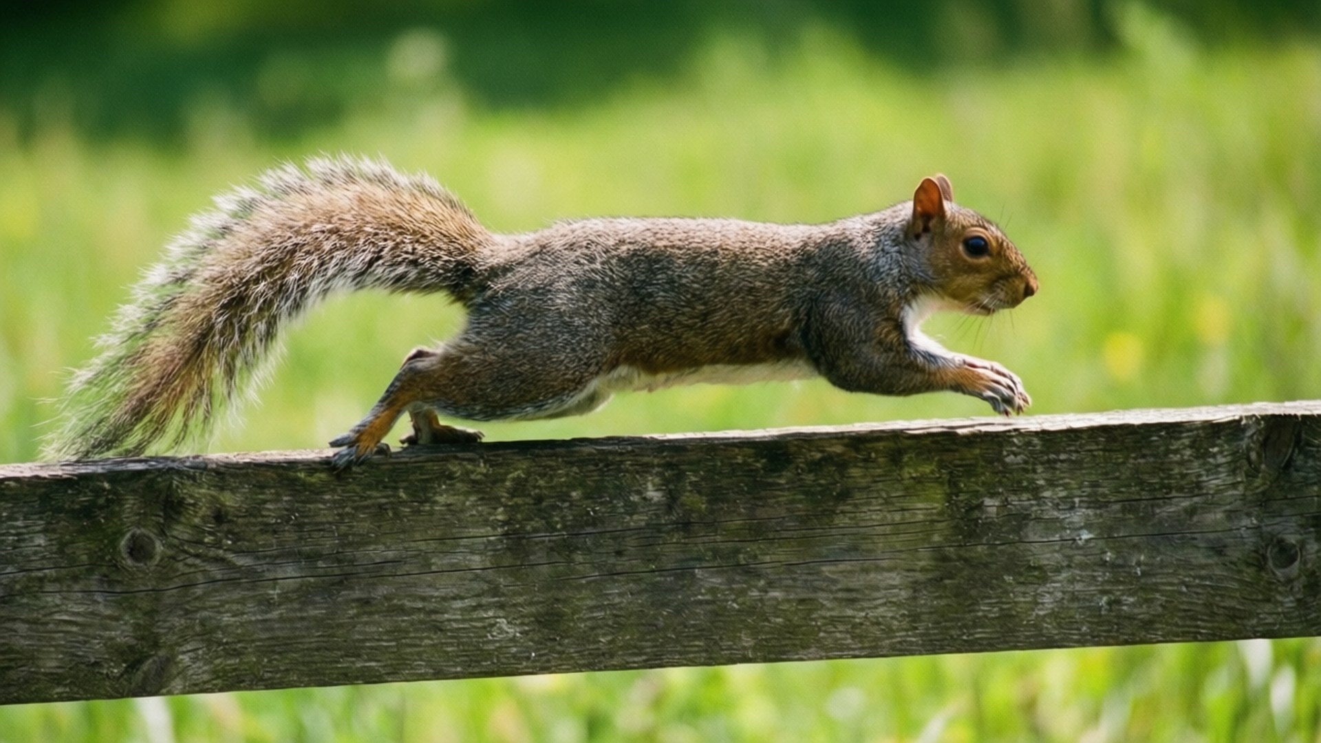 gray squirrel, bushy tail, weathered wooden fence rail, Full HD Desktop Wallpaper