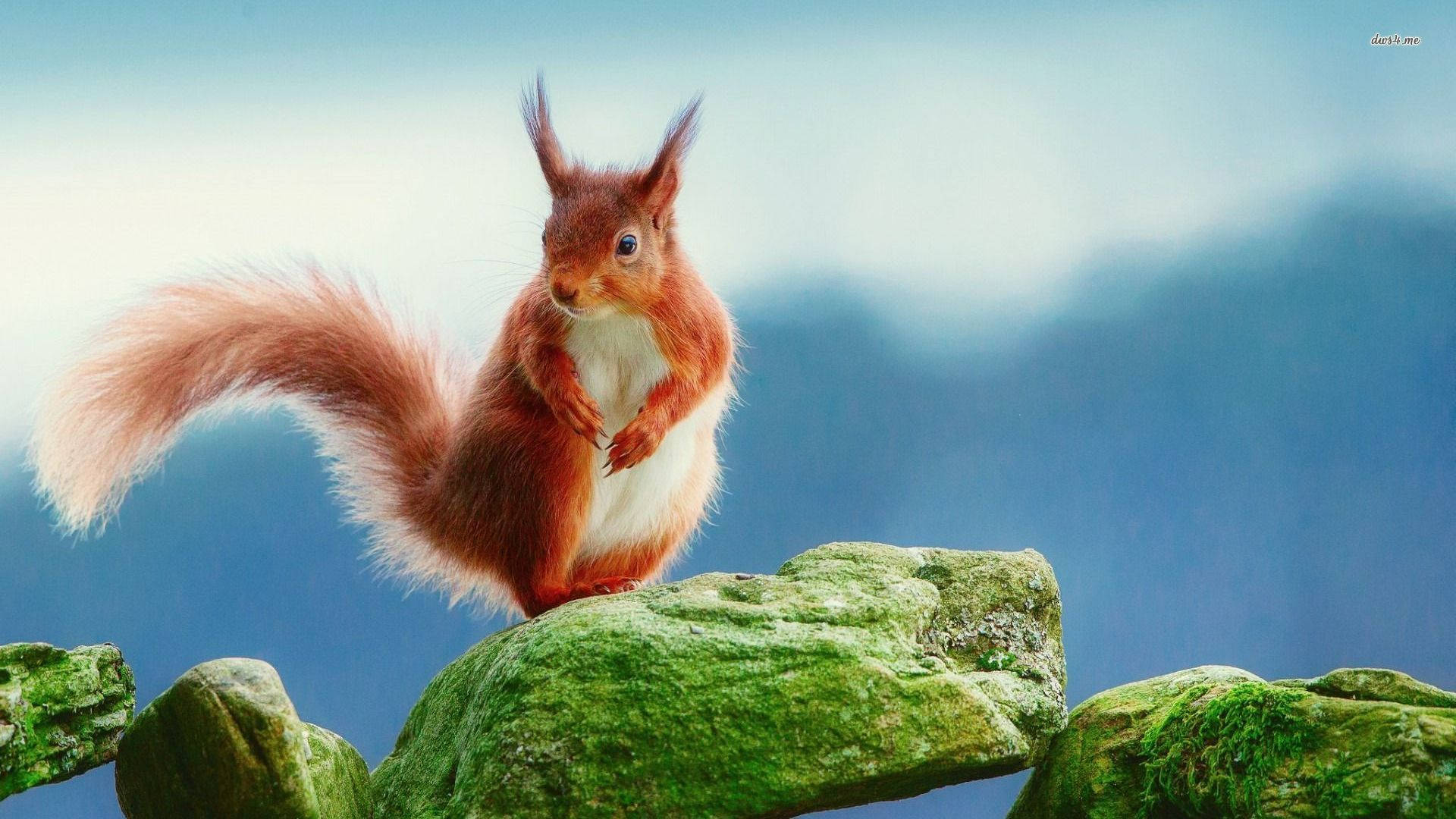 squirrel, mossy green rocks, soft blue mountain backdrop, Full HD Desktop Wallpaper