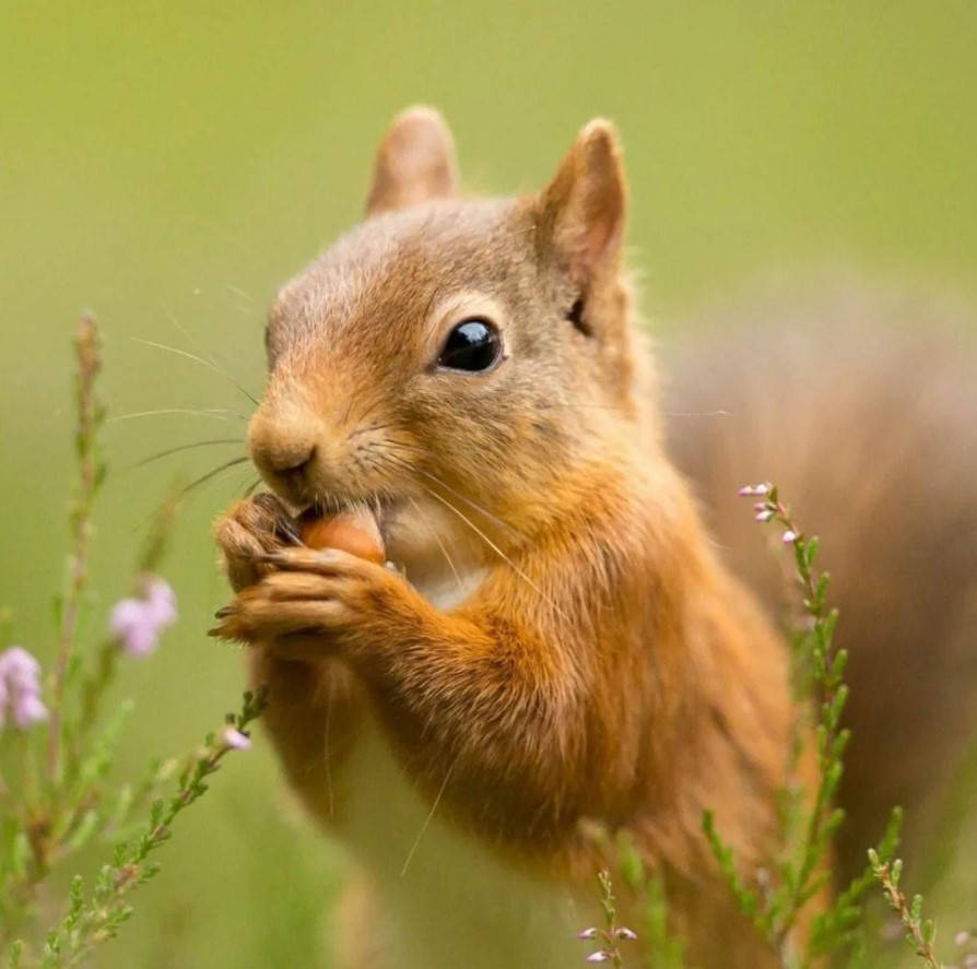 red squirrel, nut, green foliage, SD Desktop Wallpaper