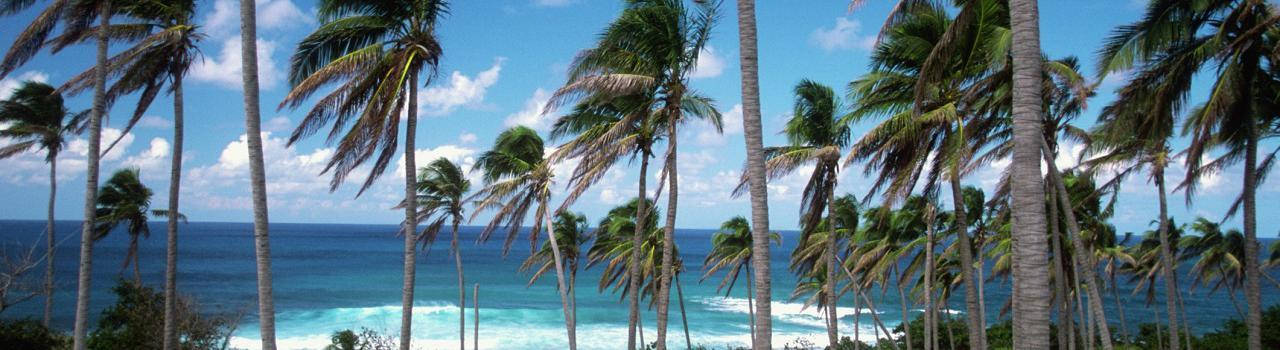 St Kitts And Nevis, palm trees, bright blue sky, HD Desktop Wallpaper