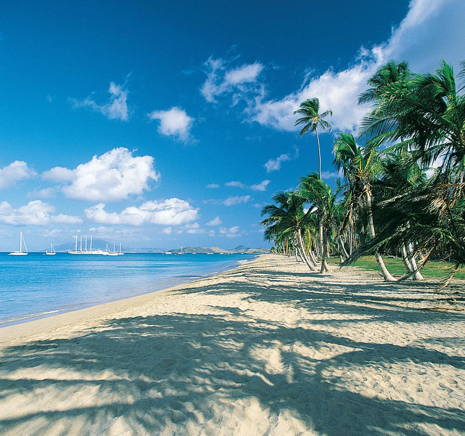 St Kitts And Nevis, tropical beach, palm trees, HD Desktop Wallpaper