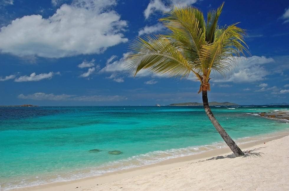 St Vincent And The Grenadines, coconut tree, turquoise waters, SD Desktop Wallpaper