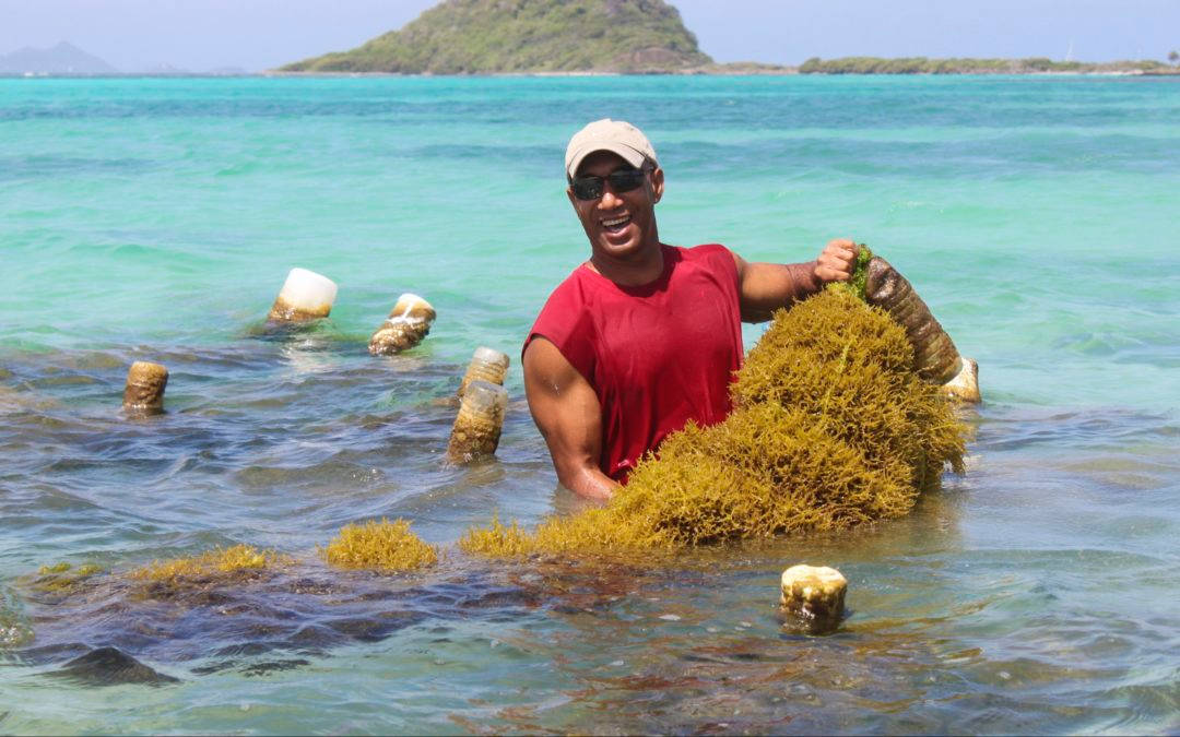 St Vincent and The Grenadines, seaweed, red shirt, SD Desktop Wallpaper