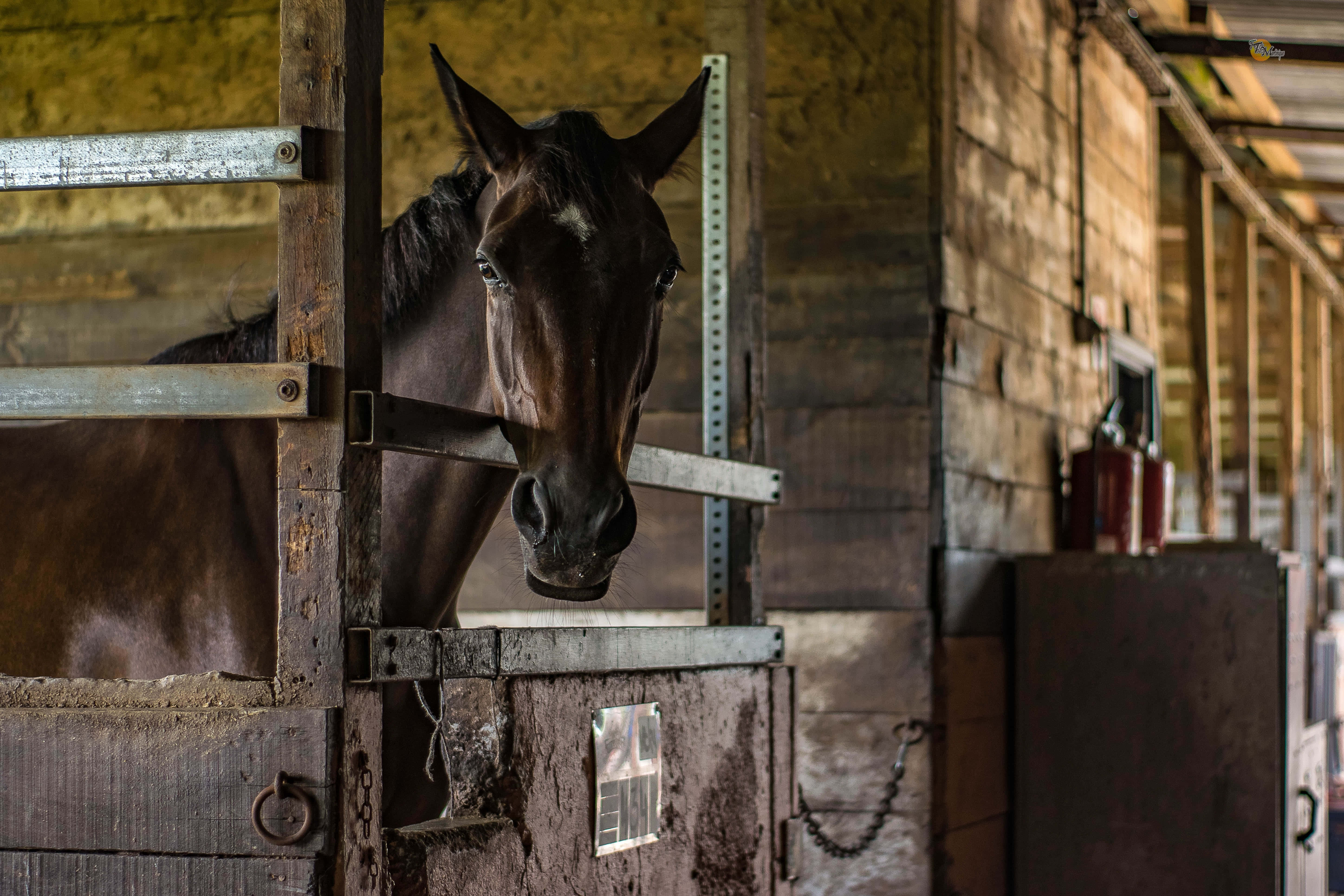 horse, rustic wooden stable stall, metal bars, 5K Desktop Wallpaper