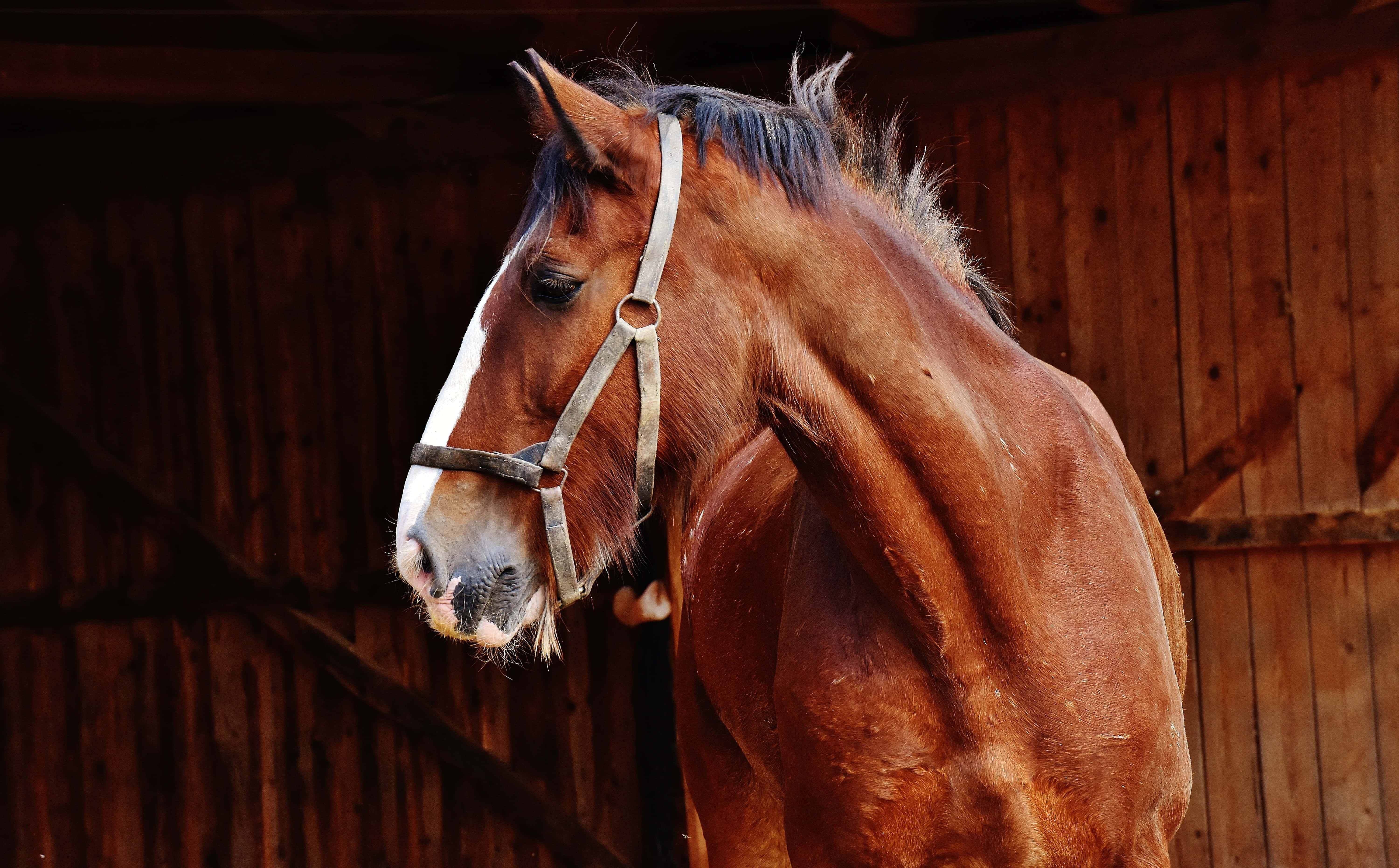Stable, horse, chestnut, 5K Desktop Wallpaper
