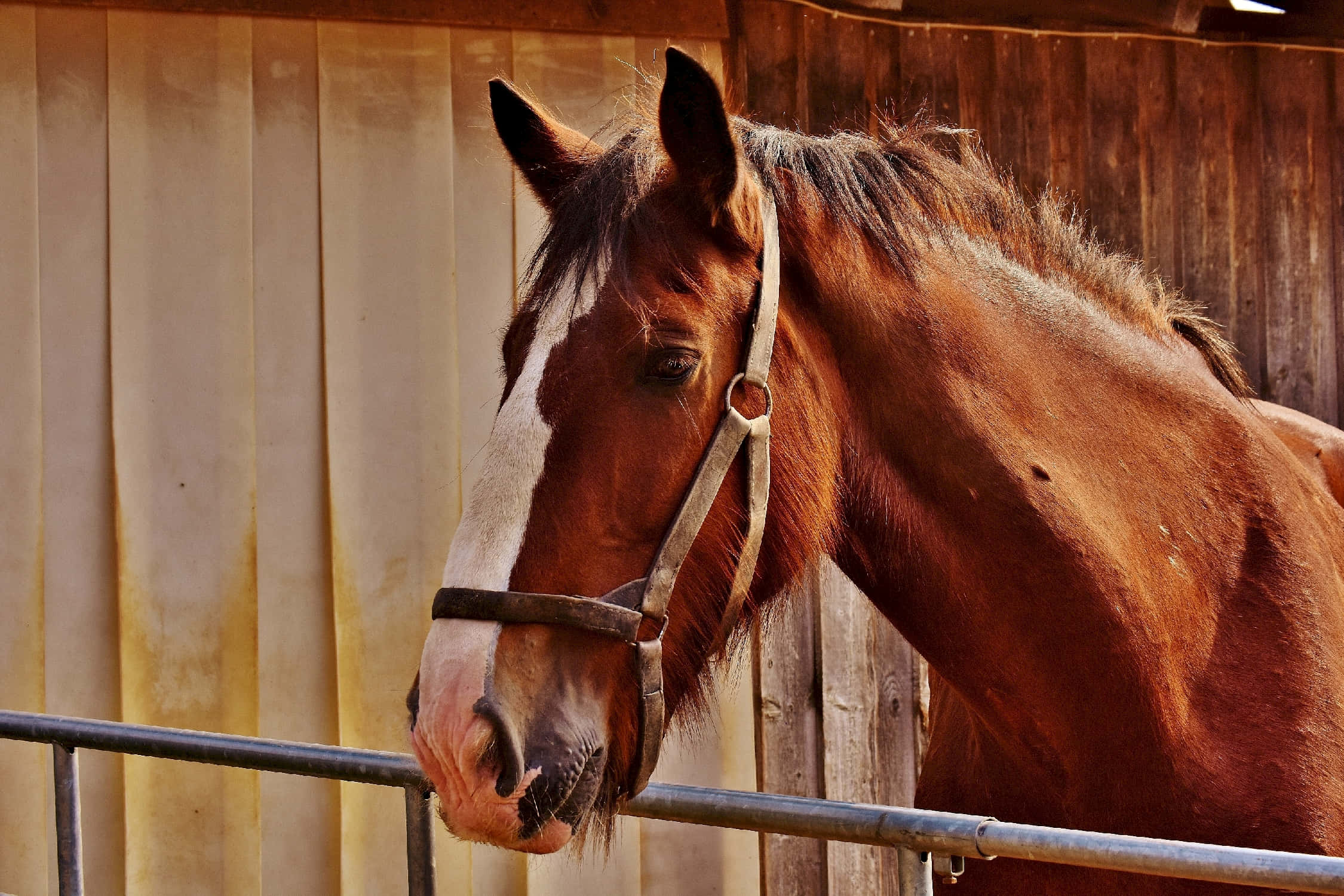 chestnut horse, white blaze, metal fence, Full HD Desktop Wallpaper