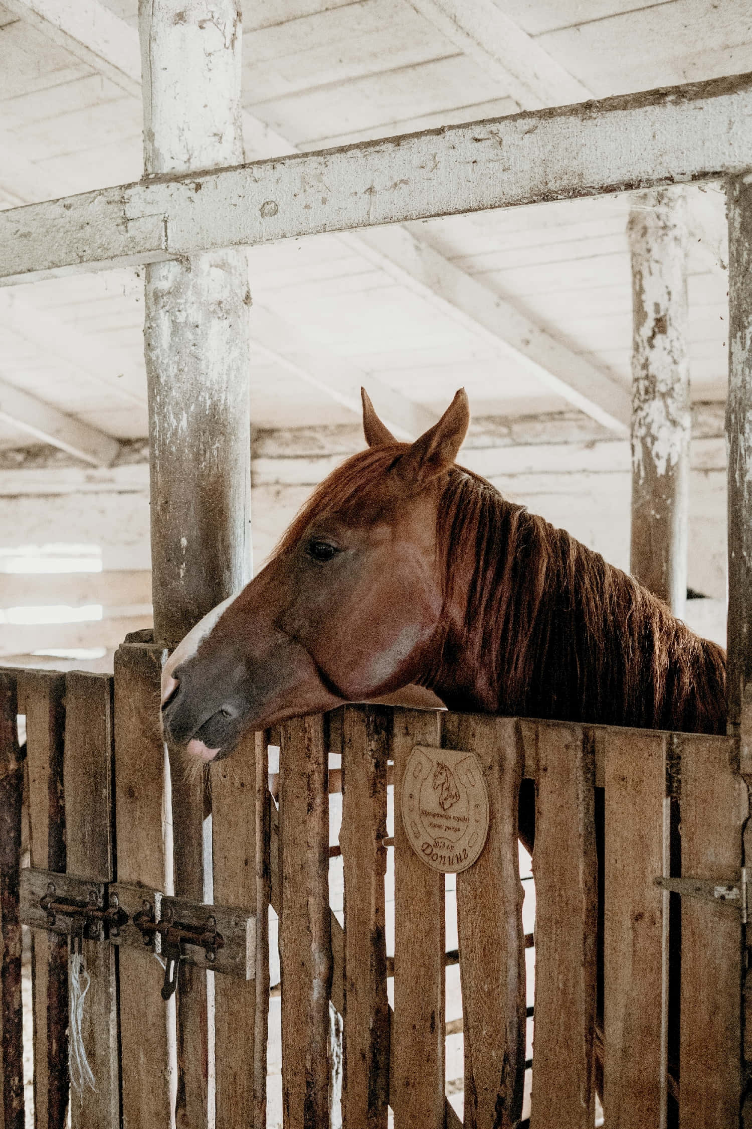 chestnut horse, white blaze, weathered wooden stable fence, Full HD Phone Wallpaper