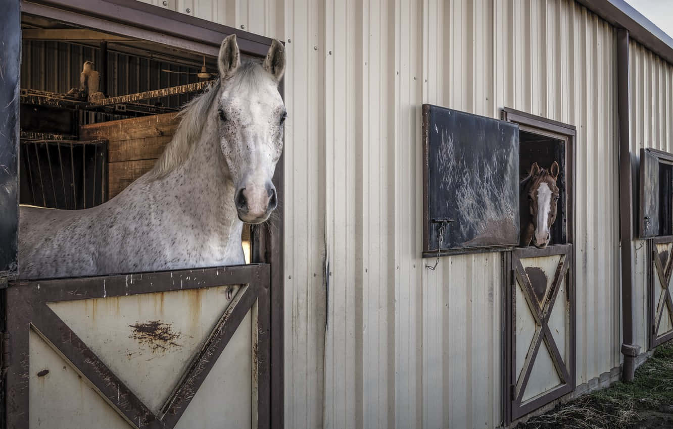 Stable, horses, weathered stable doors, HD Desktop Wallpaper