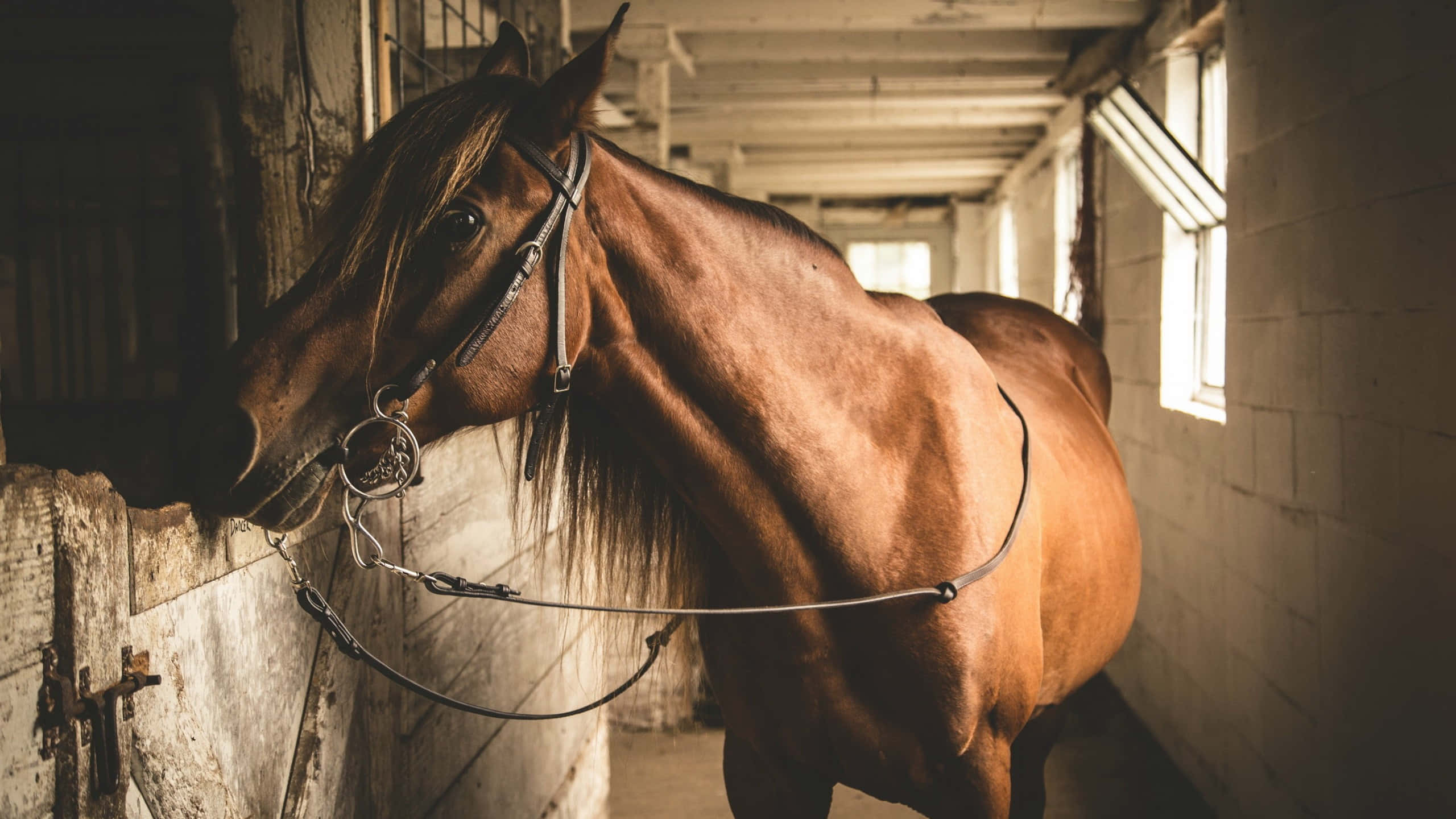 chestnut horse, bridle, sunlit stable aisle, 2K Desktop Wallpaper