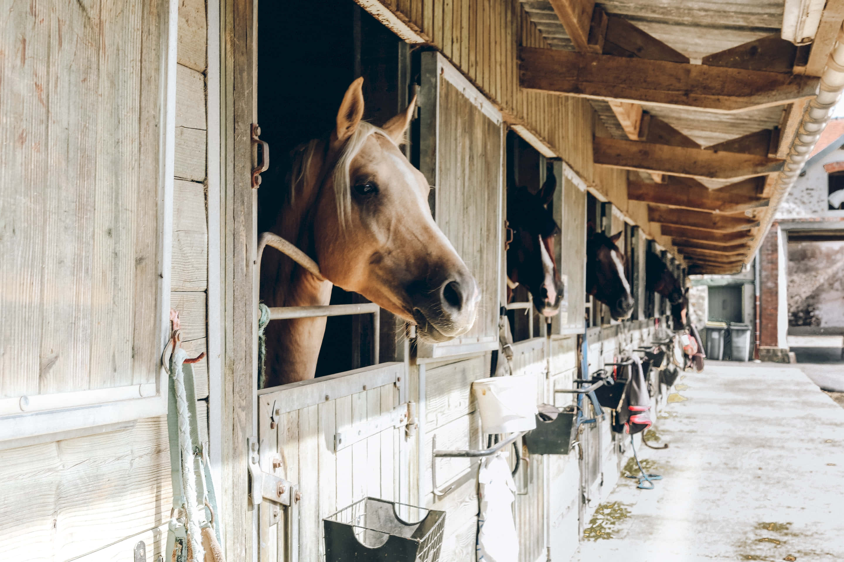 Stable, light brown horse, wooden stable stall, 2K Desktop Wallpaper