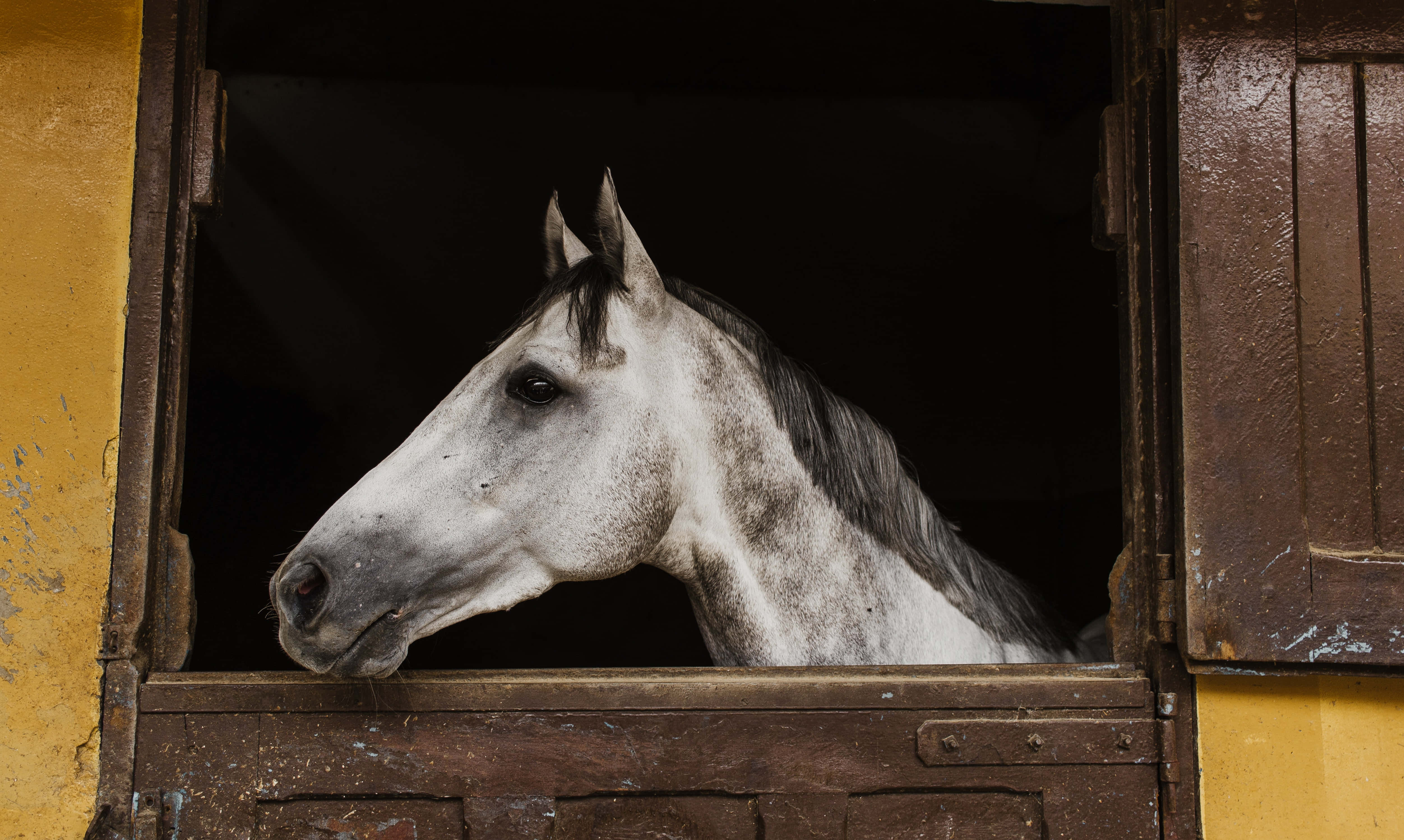 Stable, dappled gray horse, rustic wooden stable, 4K Desktop Wallpaper
