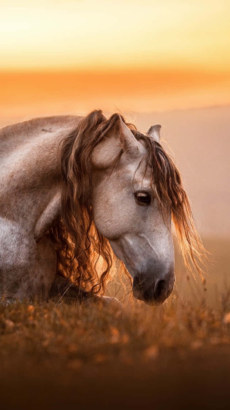Stable, sunset, white horse, HD Phone Wallpaper