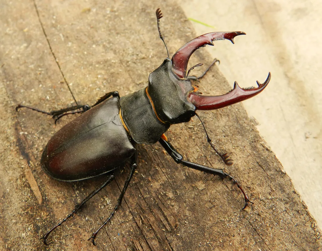 Stag Beetle
